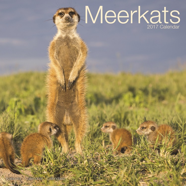 Calendar 2021 Meerkats