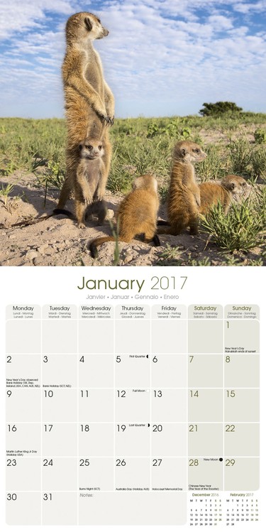 Calendar 2021 Meerkats