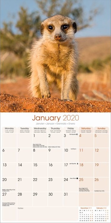 Meerkats Wall Calendars 2022 Large Selection