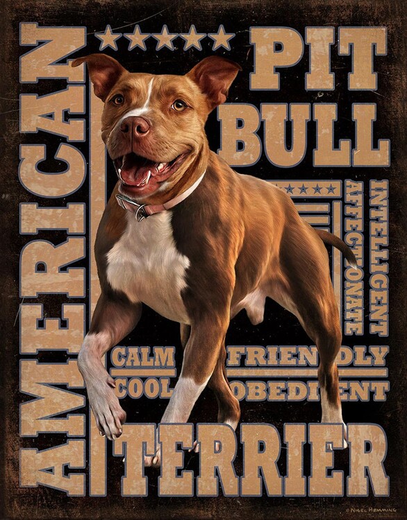 Metal sign American Pitbull