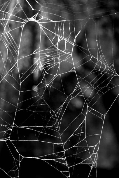 Αυτοκόλλητο Monochrome Web