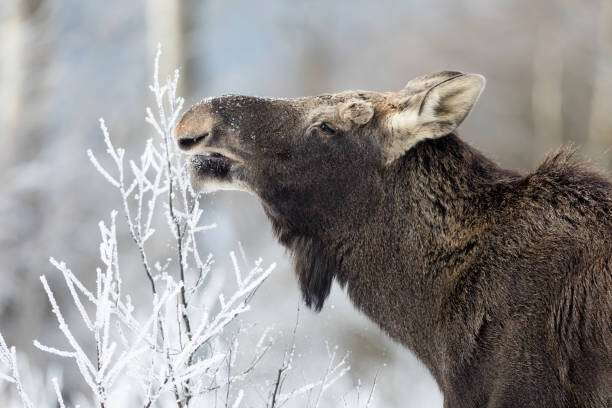 Μπλουζάκι Moose (Alces alces)