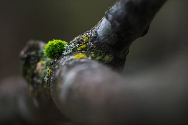 Μπλουζάκι Moss