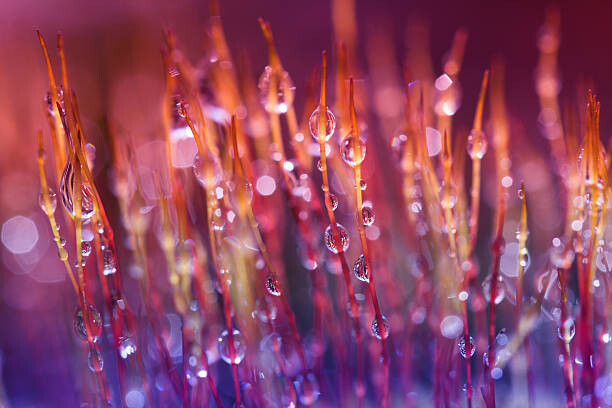 Αυτοκόλλητο moss macro