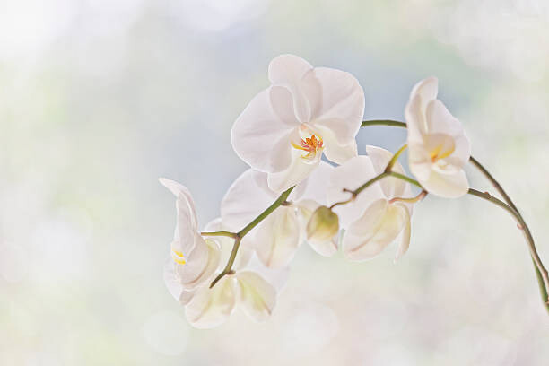 Μπλουζάκι Moth orchid (Phalaenopsis)