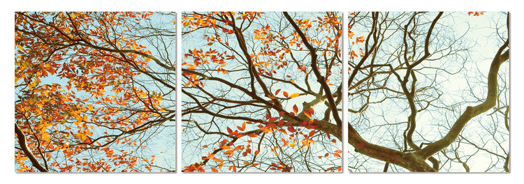 Autumn treetop Mounted Art Print