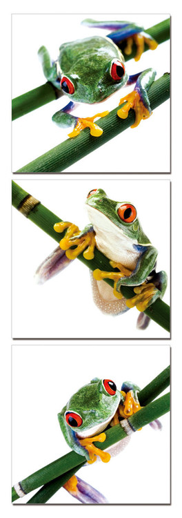 Colorful Frog Mounted Art Print