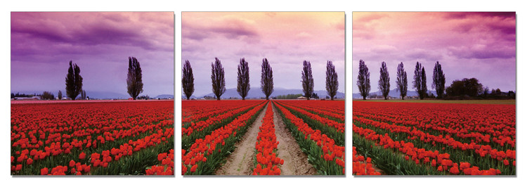 Flower fields Mounted Art Print