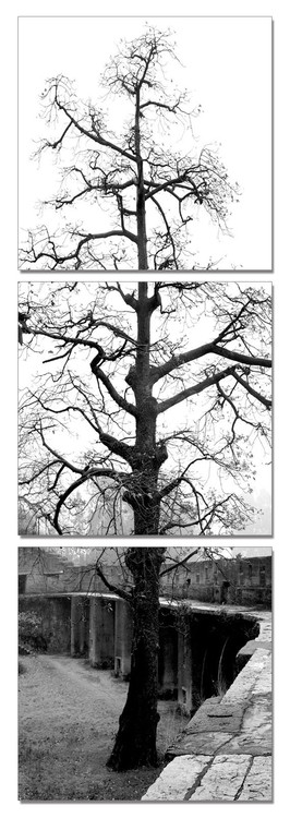 Gray tree Mounted Art Print