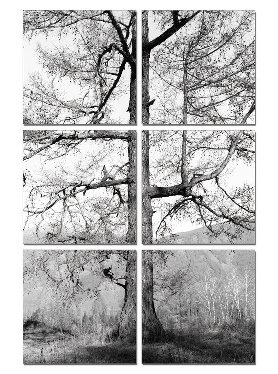 Gray tree Mounted Art Print