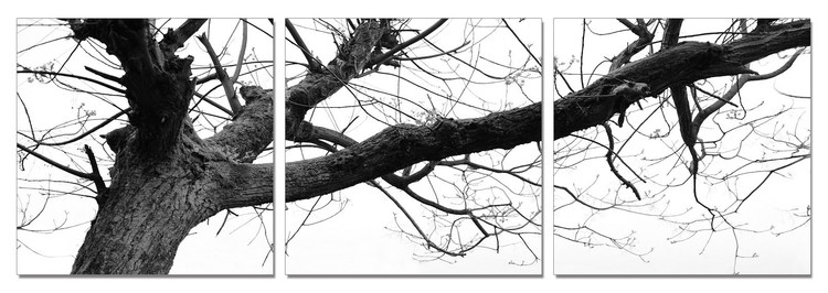Gray treetop Mounted Art Print