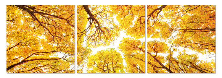 Looking into the tree crowns Mounted Art Print