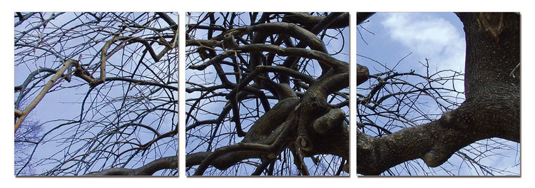 Tree branches Mounted Art Print