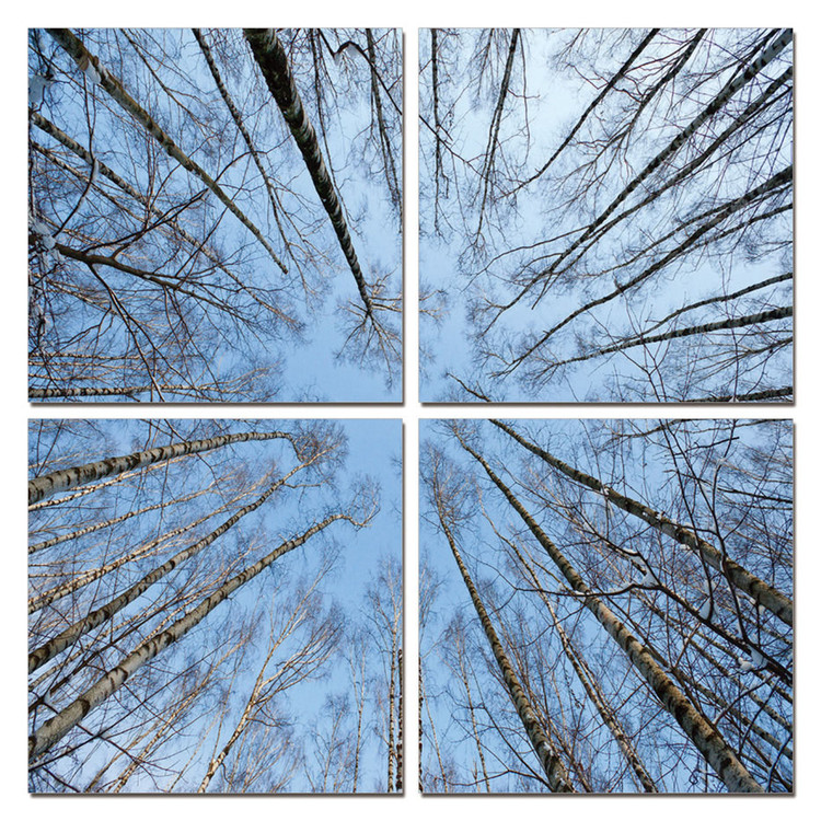 Treetops Mounted Art Print