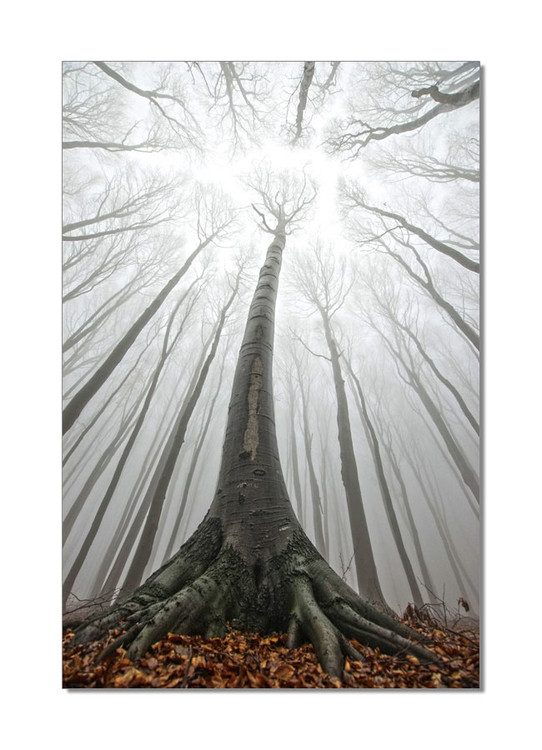 View to the heights Mounted Art Print