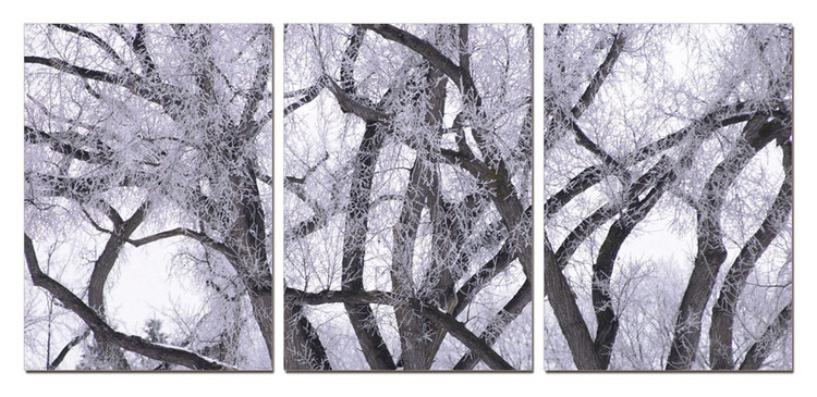 Winter tree crown Mounted Art Print