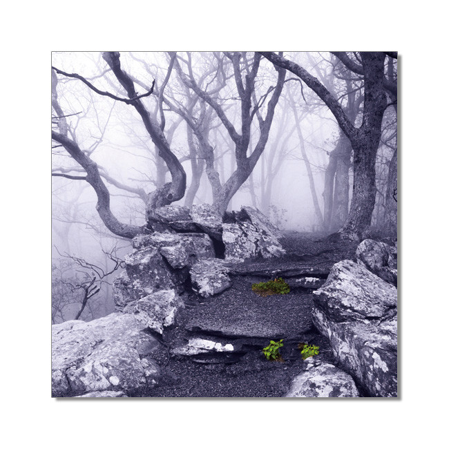 World is not Black and White - Appalachian Trail, Virginia Mounted Art Print