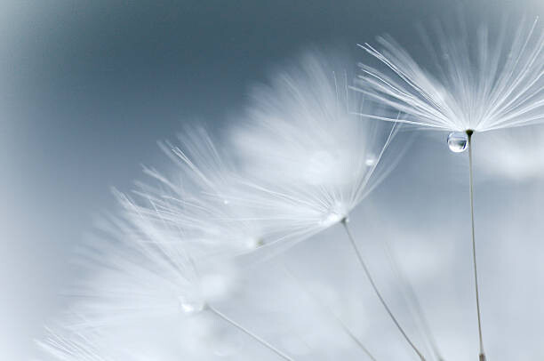 Murais de parede best wishes...