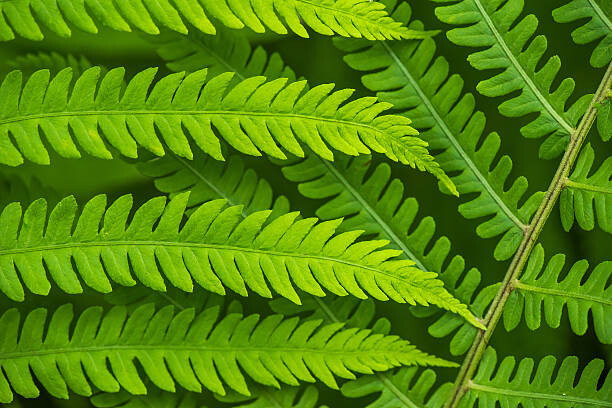 Murais de parede Fern leaf in the forest - green nature background