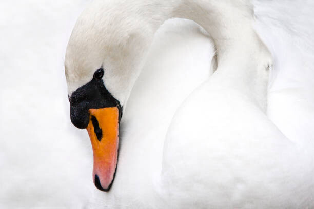 Тениска Mute Swan, Switzerland
