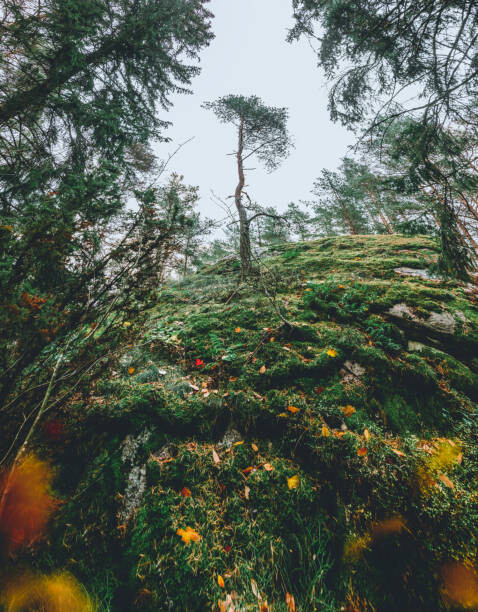 Μπλουζάκι Mysterious autumn forest, tree on a