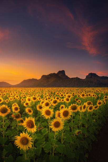 Sticker Natural Landscape Scenery Agriculture Field of