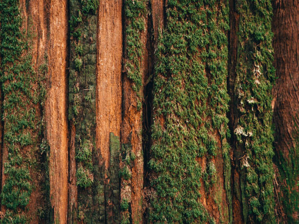 Μπλουζάκι Natural moss pattern on cedar tree