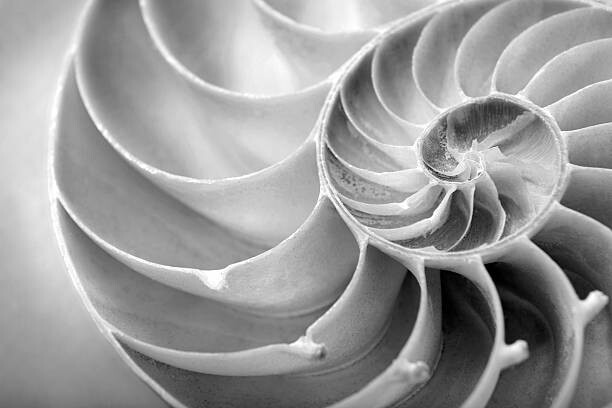 Αυτοκόλλητο nautilus close up