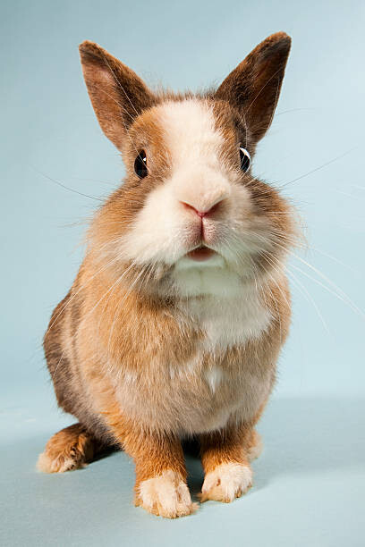 Футболка One rabbit, studio shot