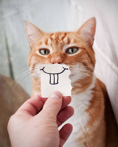 Наклейка Orange Cat face