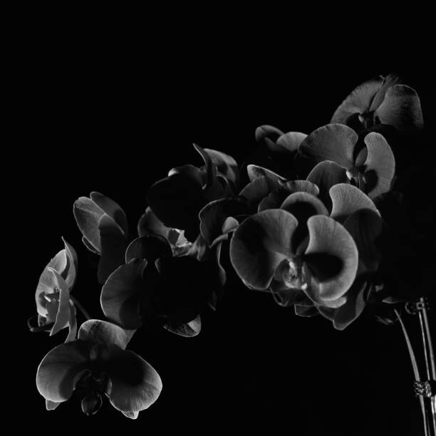 Μπλουζάκι Orchid