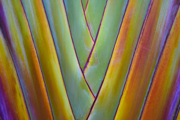 Αυτοκόλλητο Palm tree