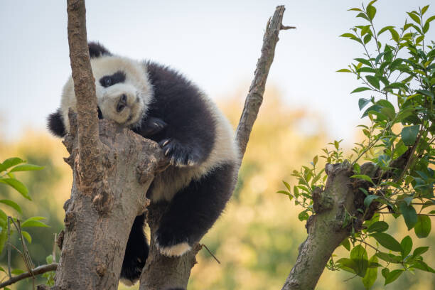 Sticker Panda cub sleeping in a tree