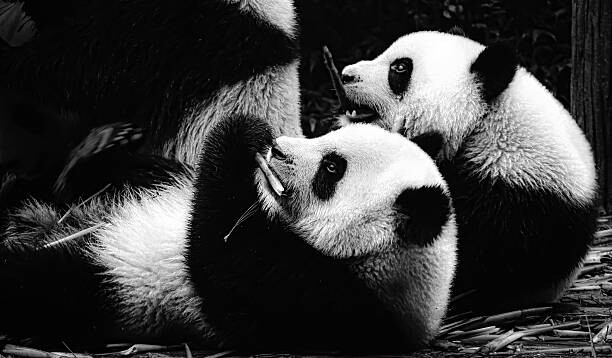 Sticker Panda cubs