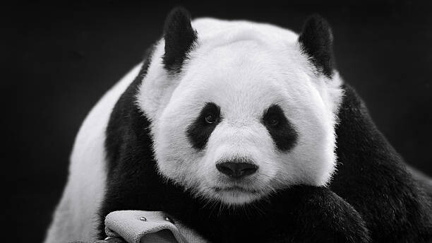Sticker Panda in Repose