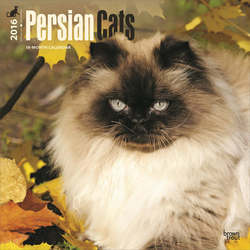Calendar 2021 Persian Cats
