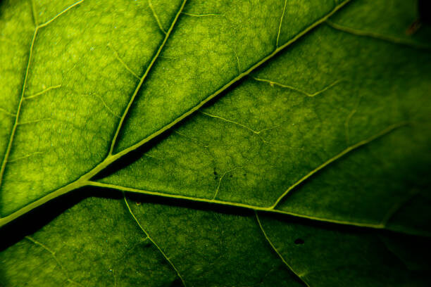 Autocolante photosynthesis
