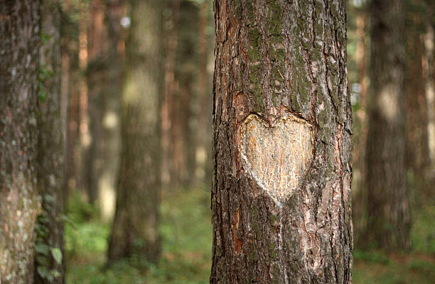Наклейка Pine Heart