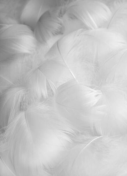 Plakat Abstract blurred background of feathers. White