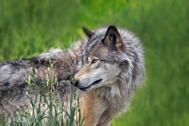Plakat Beautiful profile portrait of a Gray Wolf
