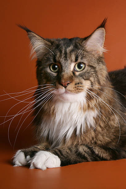 Plakat Beige and brown maine coon cat