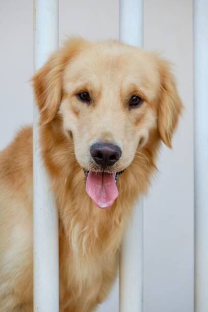 Plakat Golden retriever reach faces out from the balcony