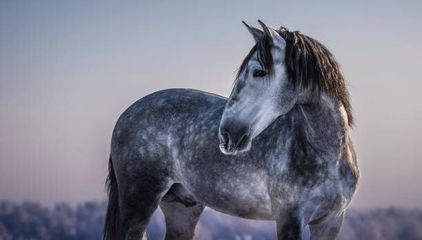 Plakat Horizontal portrait of gray Spanish horse