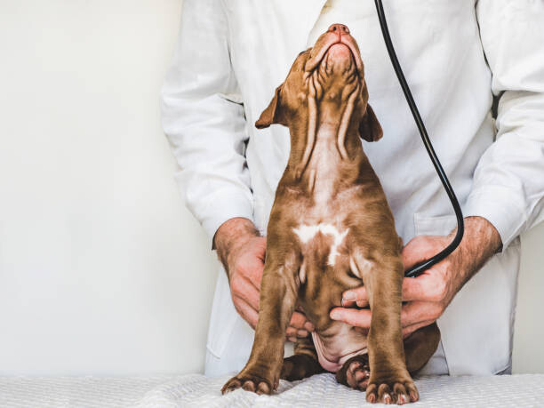 Plakat Lovable, pretty puppy of chocolate color. Close-up