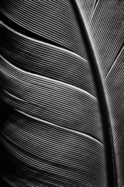 Plakat Piece of bird feathers