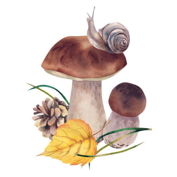 Plakat Porcini mushrooms with autumn leaves, snail