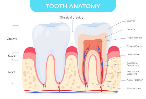 Plakat Tooth anatomy dental outside and inside