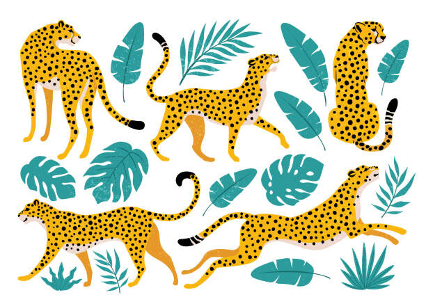 Plakat Vector set of leopards and tropical
