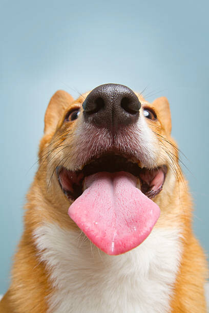 Plakat Very happy corgi