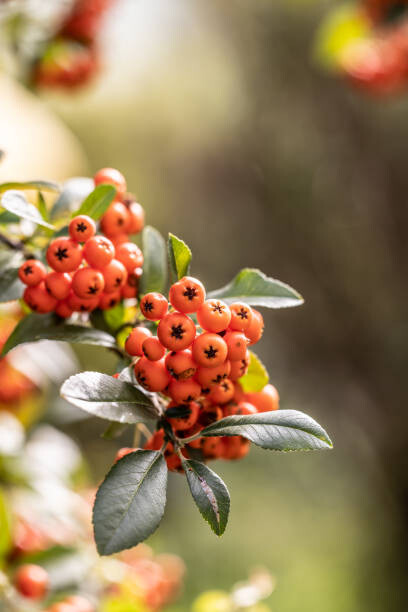 Poster Bunch of rowan berries on a tree in late summer.